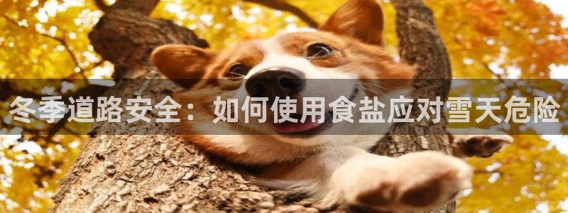 威九国际网站入口官网游戏推荐