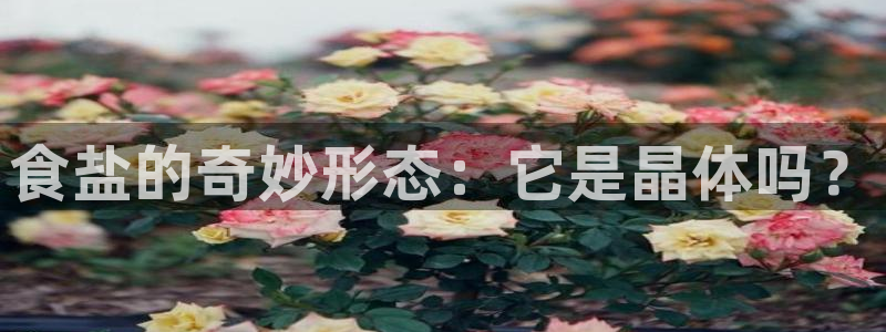 威九国际视频传媒招聘