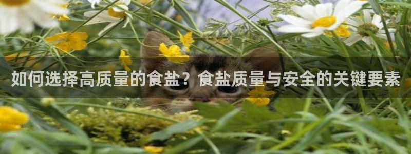 威九国际女孩